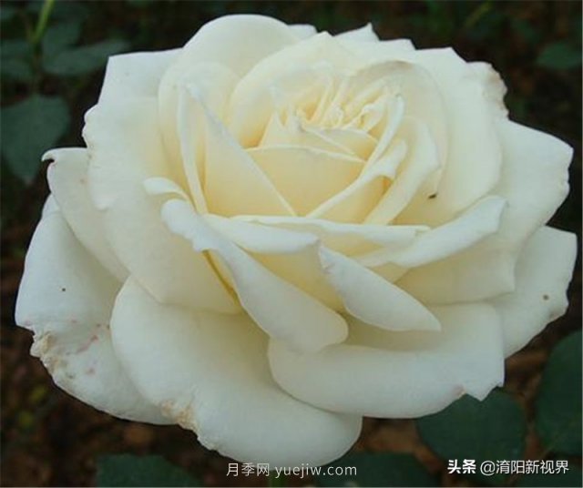 20種經(jīng)典月季品種，妝點(diǎn)南陽(yáng)火熱的夏季(圖10)