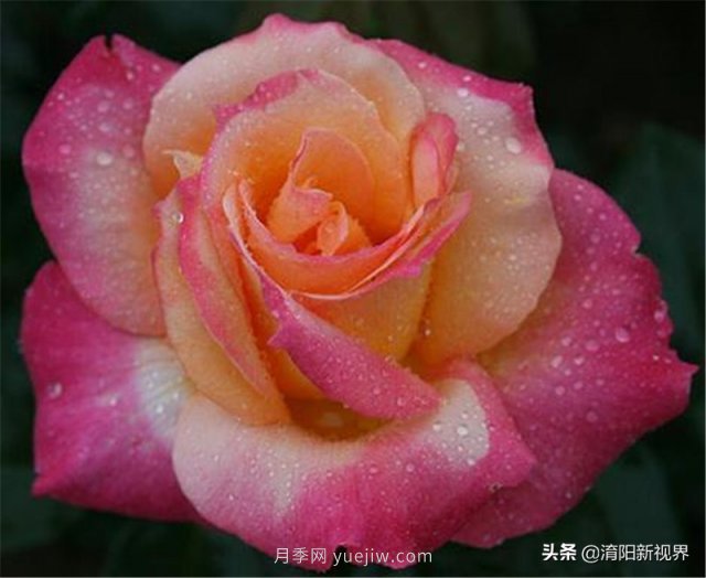 20種經(jīng)典月季品種，妝點(diǎn)南陽(yáng)火熱的夏季(圖14)