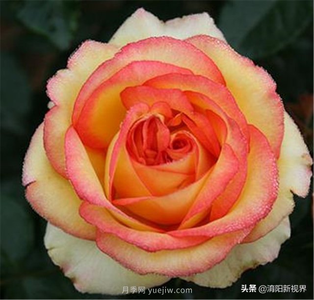 20種經(jīng)典月季品種，妝點(diǎn)南陽(yáng)火熱的夏季(圖13)