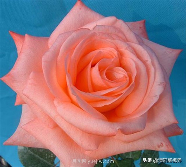 20種經(jīng)典月季品種，妝點(diǎn)南陽(yáng)火熱的夏季(圖15)