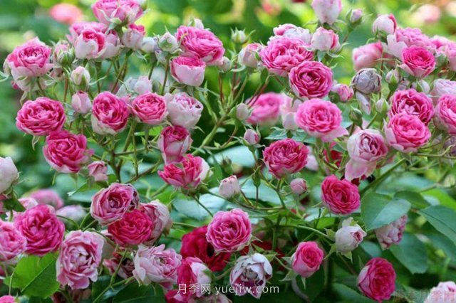 推薦花量大生長(cháng)快的4種藤本月季花，適合打造花墻拱門(mén)(圖1)
