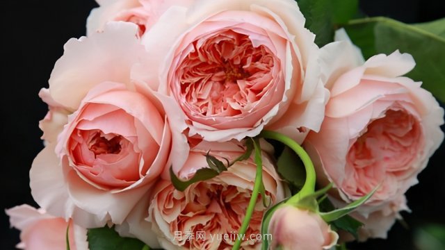 真宙月季和朱麗葉月季進(jìn)行對比，優(yōu)缺點(diǎn)一目了然(圖1)