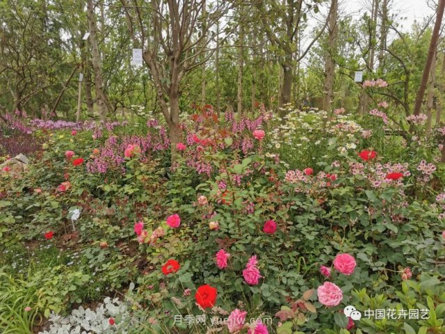 第十屆花博會(huì )，＂中州花語(yǔ) 盛世繁華＂演繹河南文化(圖2)