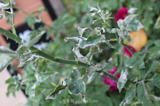 月季白粉??？傷害大不大？防治簡(jiǎn)單，治療困難(圖1)