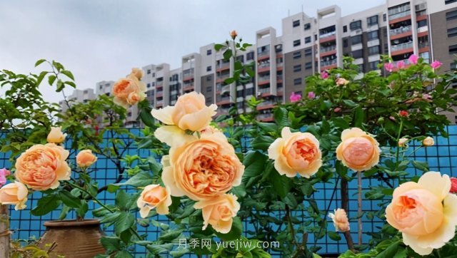 推薦夏季高溫耐曬的4種月季，花朵不散還勤花(圖4)