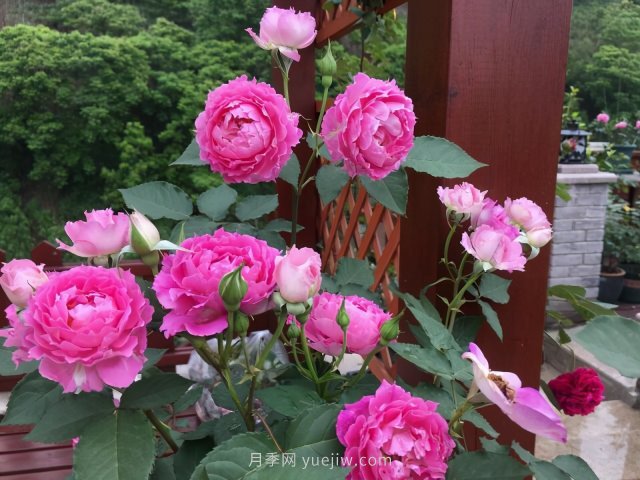 推薦夏季高溫耐曬的4種月季，花朵不散還勤花(圖3)