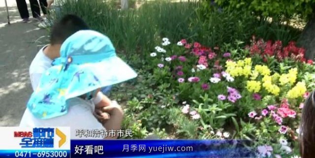 呼和浩特小黑河賞花勝地！20千米觀(guān)景帶3000多株月季花......(圖2)
