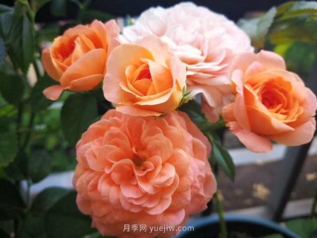 陽(yáng)臺微月夏天開(kāi)得歡(圖2)