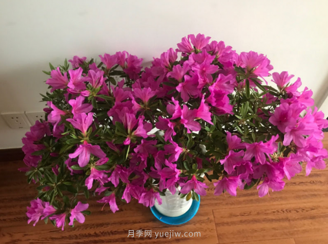 5種公認的必死花卉，實(shí)在是太難養了(圖1)