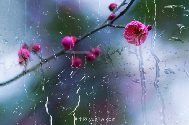 梅花的花語(yǔ)和象征意義(圖1)