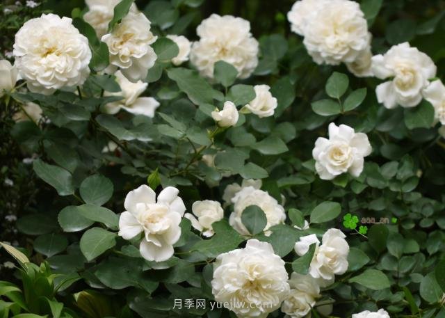 推薦9大白色系月季品種，純凈潔白的花花世界(圖8)