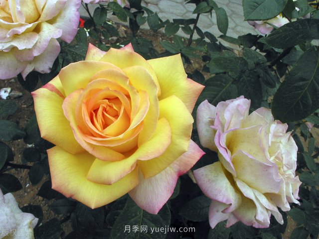 月季發(fā)生介殼蟲(chóng)危害的防治措施(圖1)