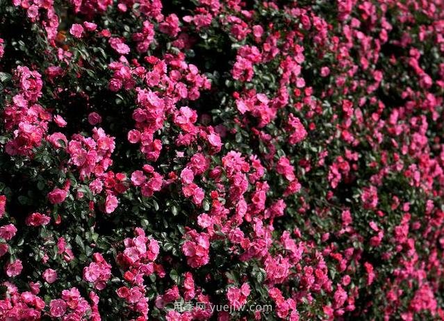 中國原產(chǎn)地，月季花偉大而平凡(圖1)