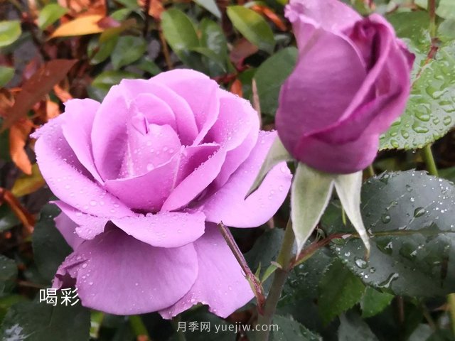 ***難不過(guò)伏天，苗木安全度夏***全攻略！(圖2)