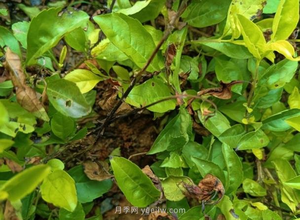 黃金葉發(fā)生褐斑病怎么辦？(圖1)