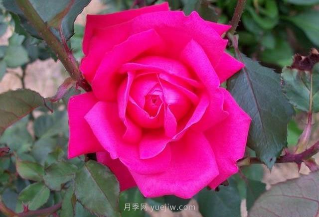 高級舞會(huì )月季(圖1)
