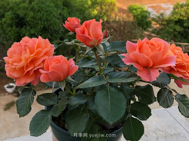 土星王陽(yáng)臺月季，非常值得入手的盆栽月季(圖1)