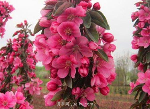 日本海棠復壯養護技術(shù)要點(diǎn)(圖1)