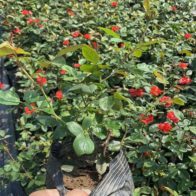 營(yíng)養缽月季，工程綠化批發(fā)必備的盆栽月季苗(圖2)