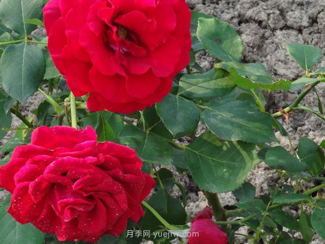 香魔84月季的優(yōu)缺點(diǎn)是什么？(圖1)