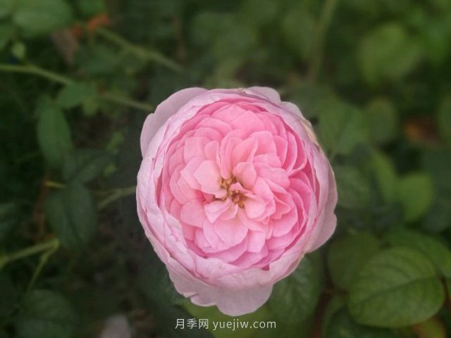 花友淘汰掉的10種月季，缺點(diǎn)多于優(yōu)點(diǎn)，是這樣嗎(圖3)