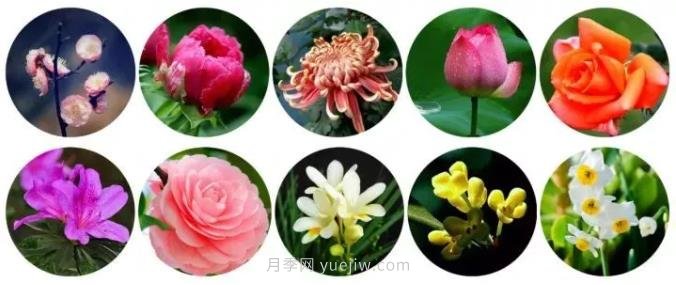 中國有哪十大名花，驚艷世界！(圖1)