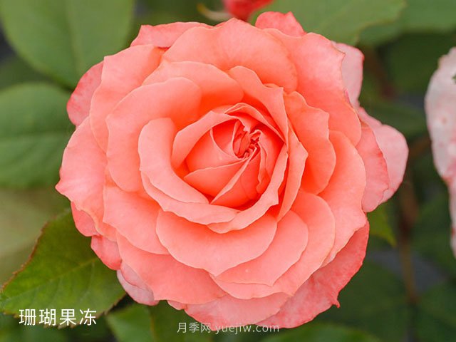 十大日本河本純子月季品種推薦，讓你欲罷不能(圖3)
