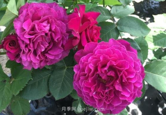 十大日本河本純子月季品種推薦，讓你欲罷不能(圖6)