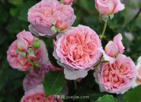 十大日本河本純子月季品種推薦，讓你欲罷不能(圖5)