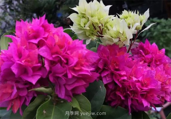 夏季養花要選對品種，推薦6種花卉適合高溫(圖1)