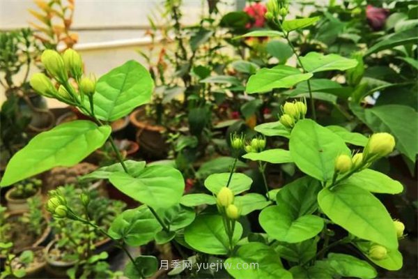 夏季養花要選對品種，推薦6種花卉適合高溫(圖2)