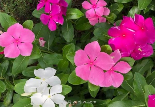 夏季養花要選對品種，推薦6種花卉適合高溫(圖4)