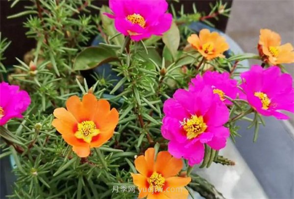 夏季養花要選對品種，推薦6種花卉適合高溫(圖5)