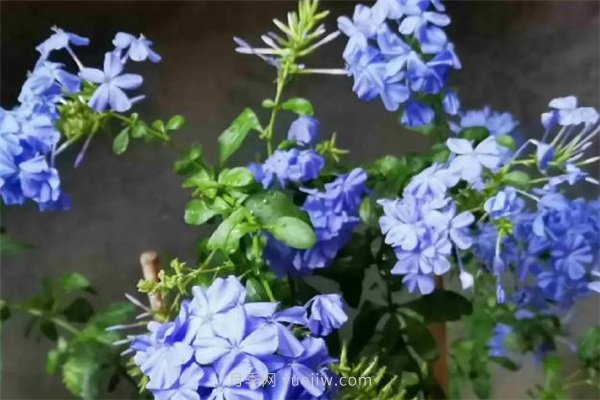 夏季養花要選對品種，推薦6種花卉適合高溫(圖6)
