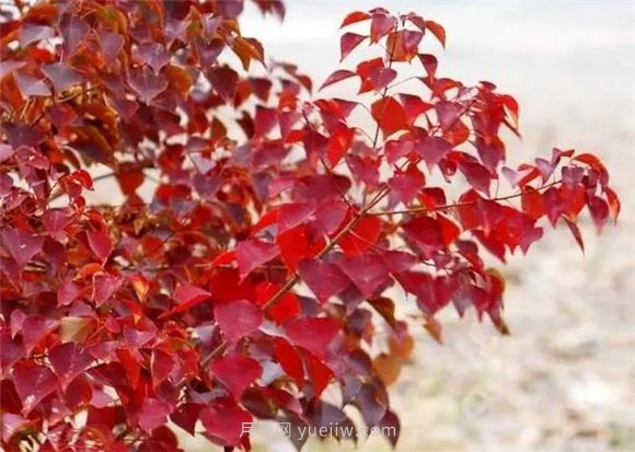 園林景觀(guān)中的12個(gè)紅葉苗木有哪些？(圖6)