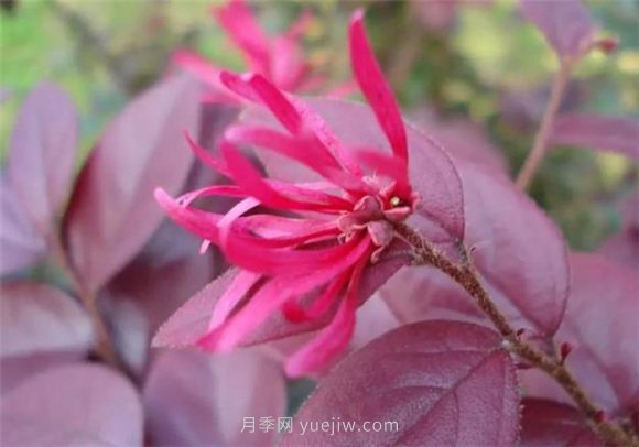 園林景觀(guān)中的12個(gè)紅葉苗木有哪些？(圖1)