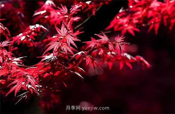 園林景觀(guān)中的12個(gè)紅葉苗木有哪些？(圖3)
