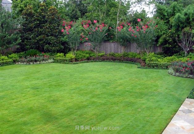 高溫季節如何鋪植草坪，減少發(fā)黃枯死？(圖1)