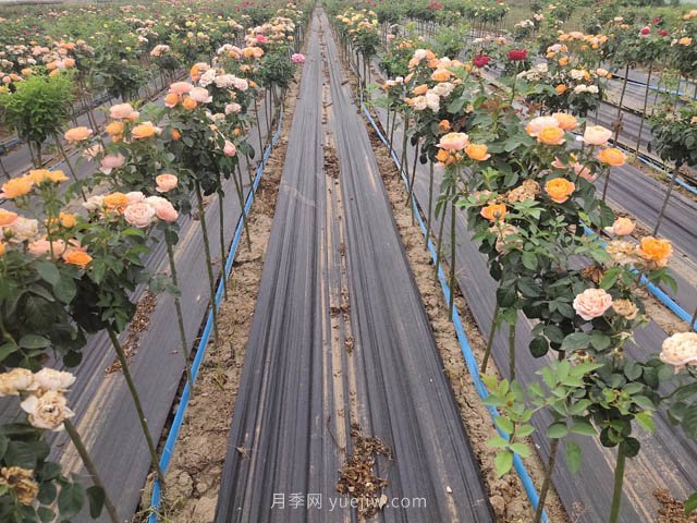 為什么越來(lái)越多的人愛(ài)上樹(shù)狀月季，這款新型品種，確實(shí)漂亮(圖1)