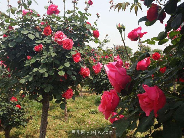 為什么越來(lái)越多的人愛(ài)上樹(shù)狀月季，這款新型品種，確實(shí)漂亮(圖2)