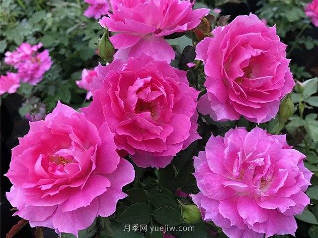 耐曬耐熱花型飽滿(mǎn)，7月適合養的4個(gè)月季品種推薦(圖3)