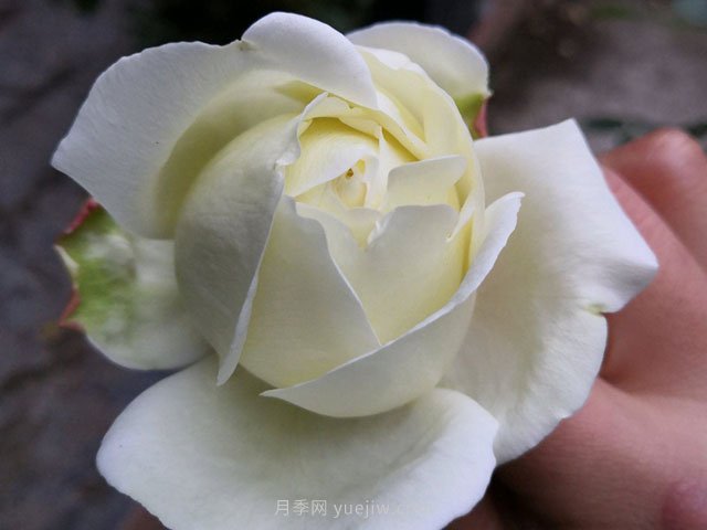 伊芙白法師伯爵月季的優(yōu)缺點(diǎn)是什么？(圖1)