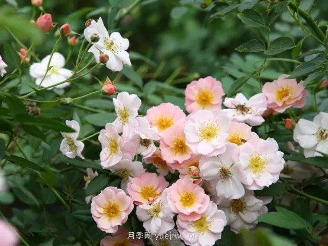 養賣(mài)花姑娘月季，花朵粉嫩可愛(ài)，留一個(gè)美麗(圖1)