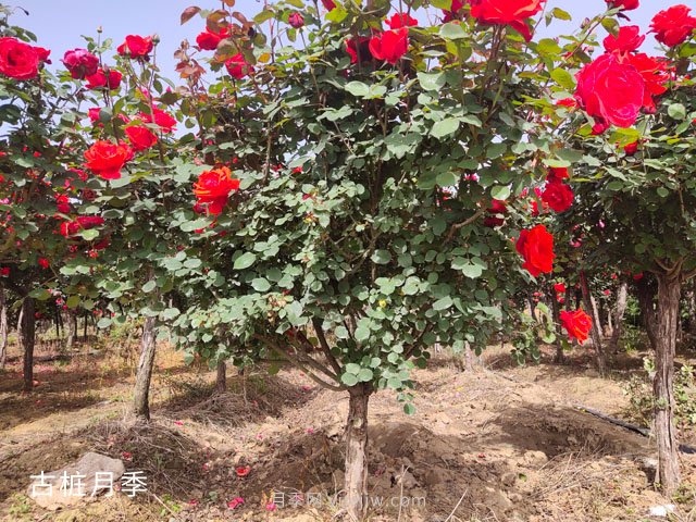 怎樣種植月季花？月季花種植具體步驟和注意事項(圖1)