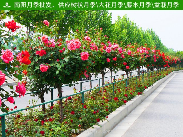 樹(shù)狀月季栽培管理技術(shù)和注意事項(圖2)