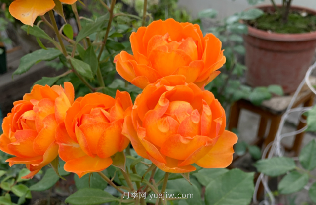 夏季入手藤本月季推薦5個(gè)品種，漂亮還好養(圖4)