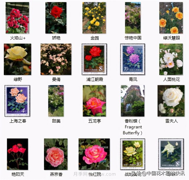 月季創(chuàng  )新聯(lián)盟評出百個(gè)月季品種 百年百花獻禮建黨百年(圖12)