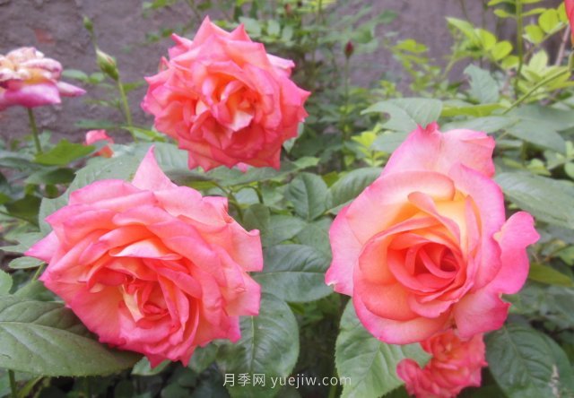 7月養這6種花卉，長(cháng)得快花量大適合新手(圖2)