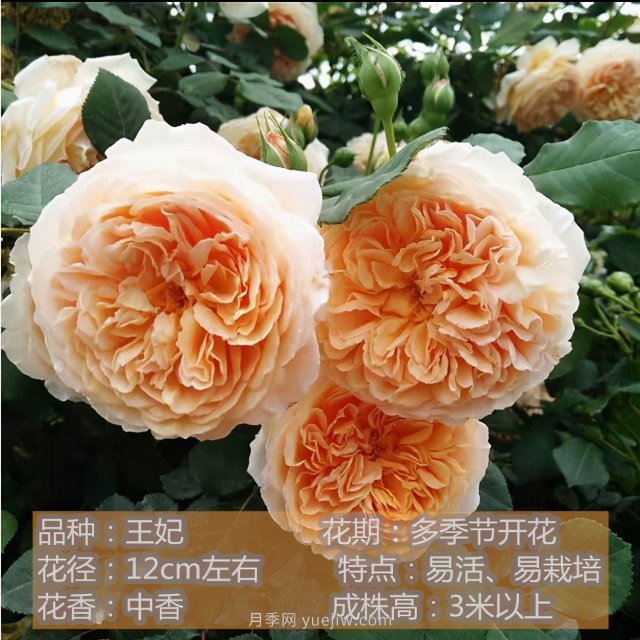 炎炎夏日有花香，推薦四款比較香的月季(圖4)