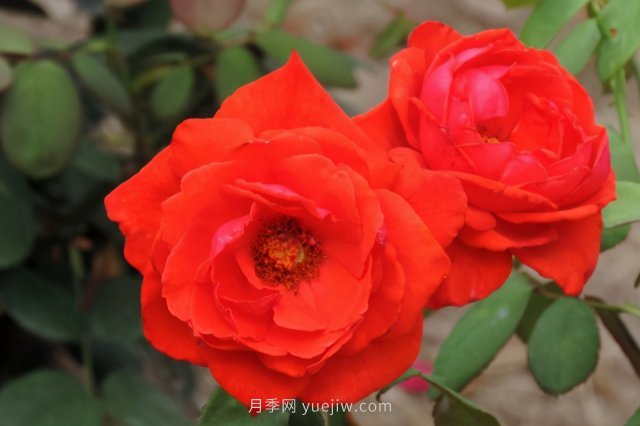 炎炎夏日有花香，推薦四款比較香的月季(圖3)